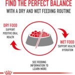 Royal Canin Large Aging 8+ Dry Dog Food, photo 7