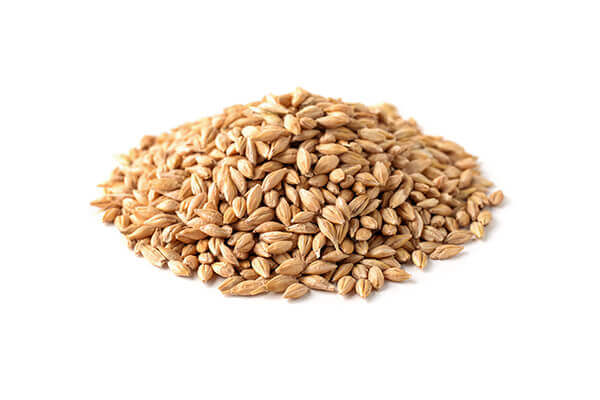 Barley