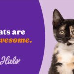 Halo Holistic Cage-Free Chicken & Brown Rice Recipe Dry Puppy Dry Dog Food, photo 4