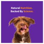 Halo Elevate Grain Free Red Meat Recipe Adult Dry Dog Food, photo 3