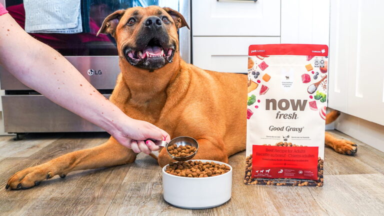 Now Fresh Good Gravy Beef Coated in Bone Broth Dry Dog Food