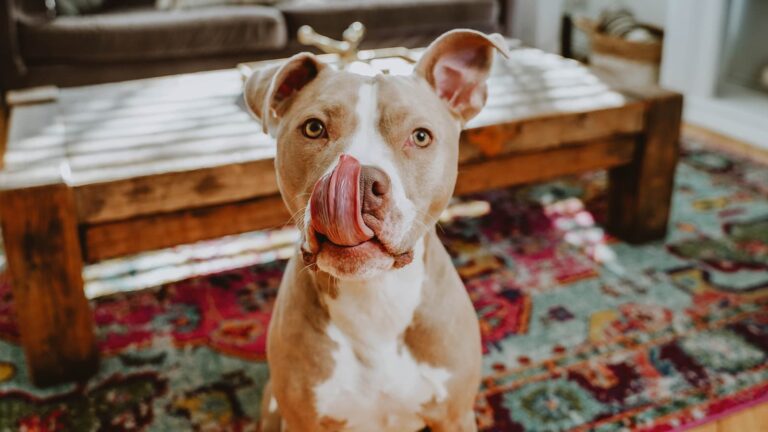 Now Fresh Good Gravy Premium Quality Salmon Recipe Dog Food Topper
