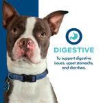 Fromm Nutritionals Digestive Pâté Dog Food Topper, photo 2