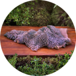 Ziwi Venison Wet Dog Food, photo 3