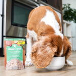Now Fresh Chicken & Broth Wet Food for Small Breed Dogs Grain-Free Wet Dog Food