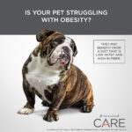 Diamond>Care Diamond Care Weight Management Formula Dry Dog Food, photo 5
