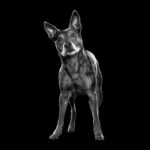 Go! Solutions Sensitivities Limited Ingredient Grain-Free Lamb Recipe Dry Dog Food, photo 6