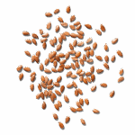 Now Fresh Lamb & Pork Grain-Free Dry Dog Food, photo 10
