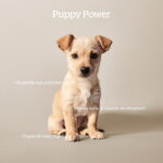 Now Fresh Turkey, Salmon & Duck Grain-Free Dry Puppy Dry Dog Food, photo 2