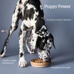 Now Fresh Grain-Free Large Breed Puppy Food Recipe Dry Dog Food, photo 2