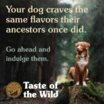 Taste of the Wild Southwest Canyon Canine Recipe with Wild Boar Grain-Free Dry Dog Food, photo 5